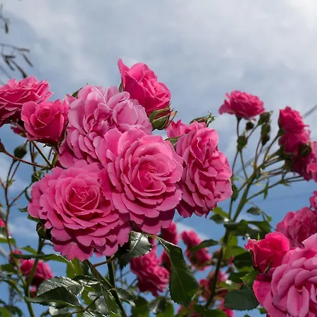 Gæstehus Il Giardino Dei Fiori San Giuliano Terme